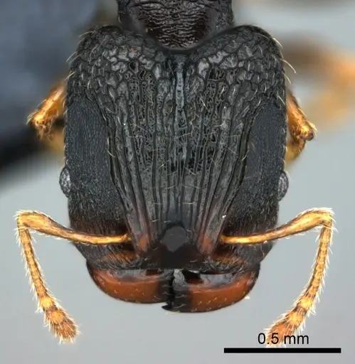 Pheidole kava - CASENT0183626