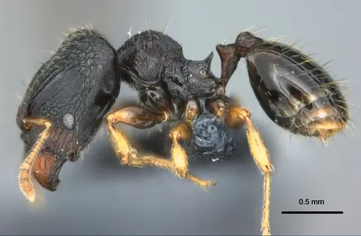 Pheidole kava - CASENT0183626