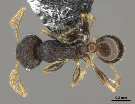 Pheidole kava - CASENT0183943