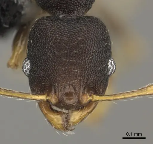 Pheidole kava - CASENT0183943