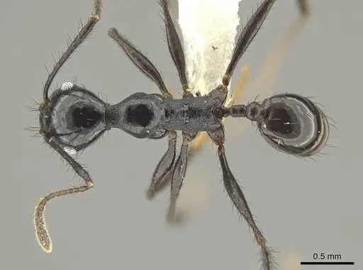 Pheidole kelainos specimen