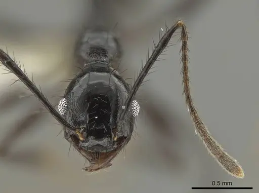 Pheidole kelainos specimen