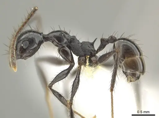 Pheidole kelainos specimen