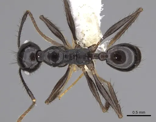 Pheidole kelainos - CASENT0646305