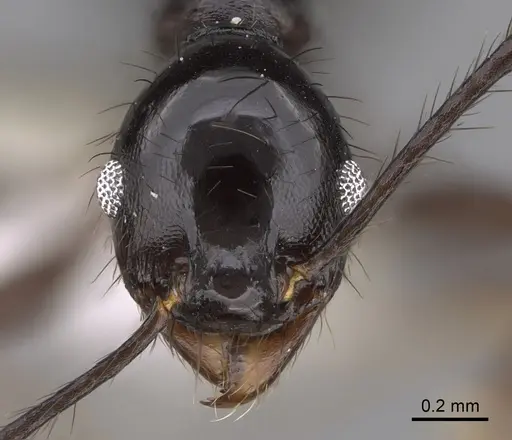 Pheidole kelainos - CASENT0646305