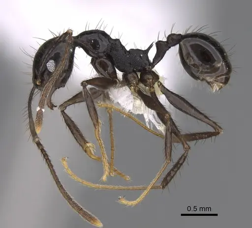 Pheidole kelainos - CASENT0646305