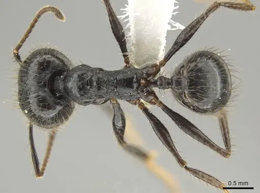 Pheidole kelainos - CASENT0646308