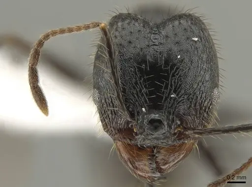 Pheidole kelainos - CASENT0646308