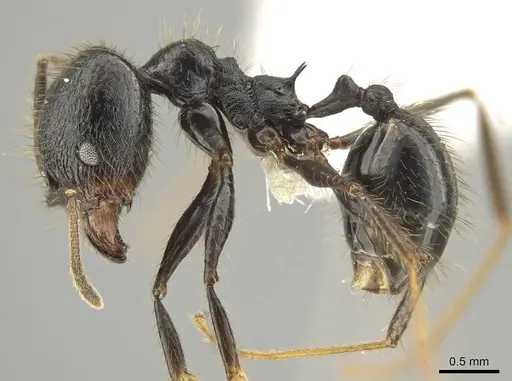 Pheidole kelainos - CASENT0646308