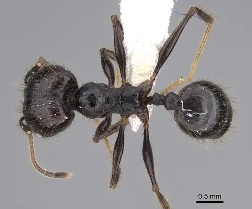 Pheidole kelainos - CASENT0646309