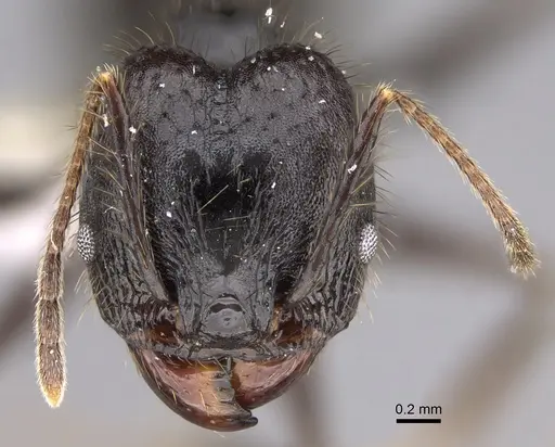 Pheidole kelainos - CASENT0646309