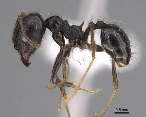 Pheidole kelainos - CASENT0646309