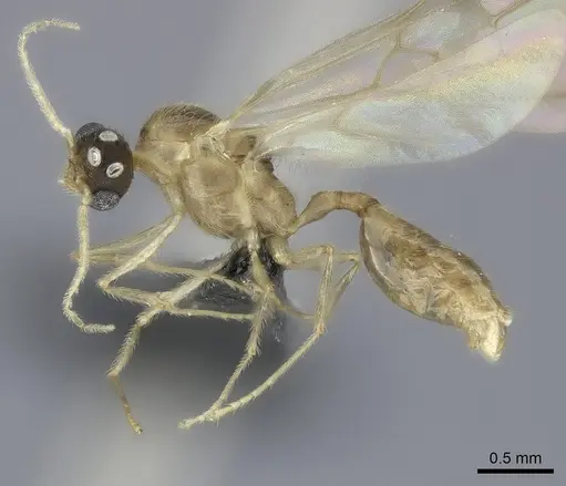 Pheidole kely specimen