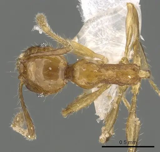 Pheidole kikutai specimen