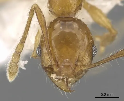 Pheidole kikutai specimen