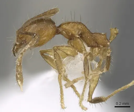 Pheidole kikutai specimen