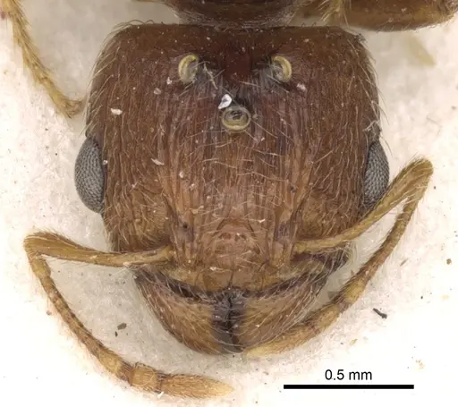 Pheidole kitschneri specimen
