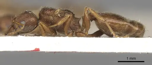 Pheidole kitschneri specimen