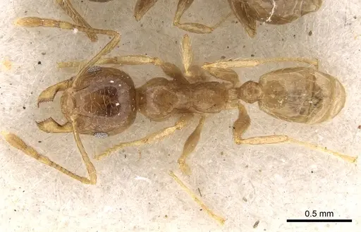 Pheidole kitschneri - CASENT0281623