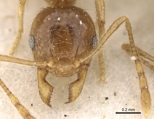 Pheidole kitschneri - CASENT0281623