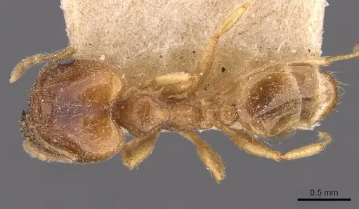 Pheidole kitschneri - CASENT0907847