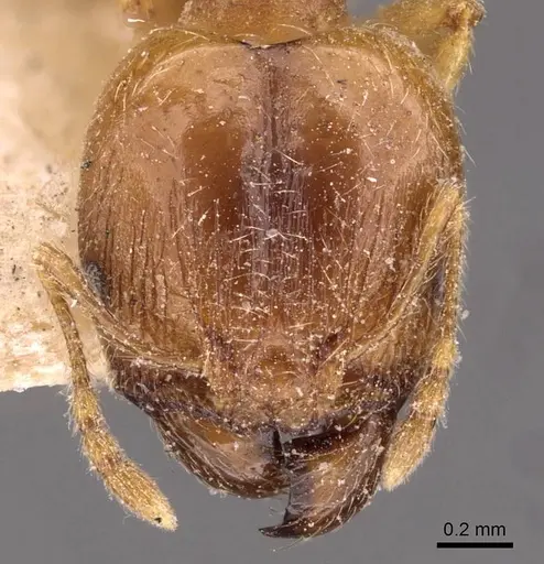 Pheidole kitschneri - CASENT0907847