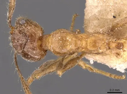 Pheidole kitschneri - CASENT0907848