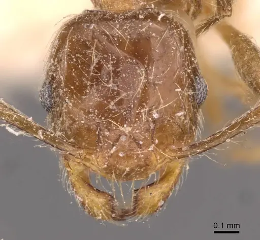 Pheidole kitschneri - CASENT0907848