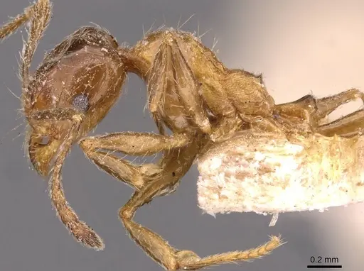 Pheidole kitschneri - CASENT0907848