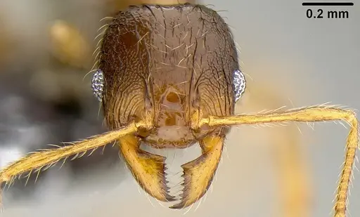 Pheidole knowlesi specimen