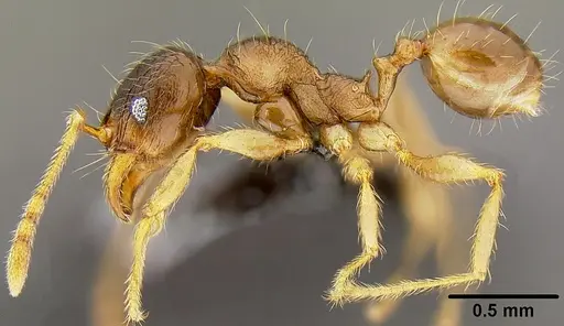 Pheidole knowlesi specimen