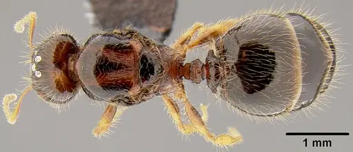 Pheidole knowlesi - CASENT0171042