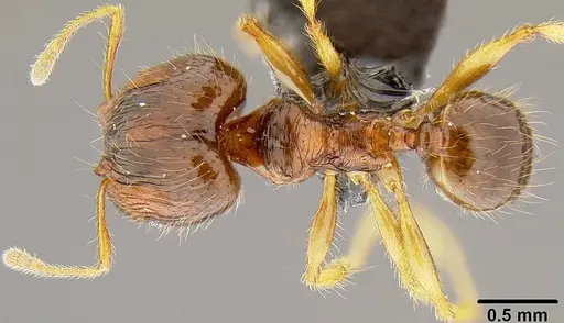 Pheidole knowlesi - CASENT0171097