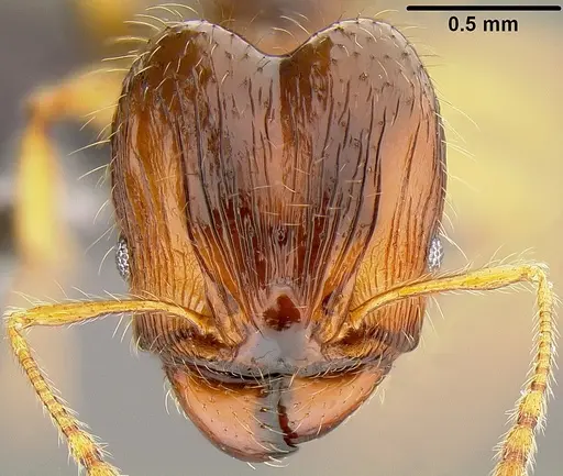 Pheidole knowlesi - CASENT0171097