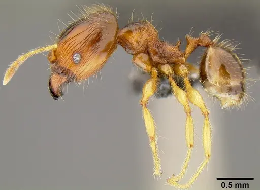 Pheidole knowlesi - CASENT0171097