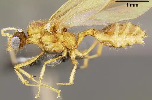 Pheidole knowlesi - CASENT0171098