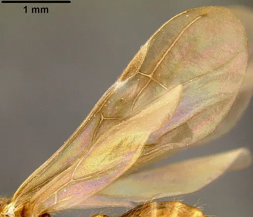 Pheidole knowlesi - CASENT0171098