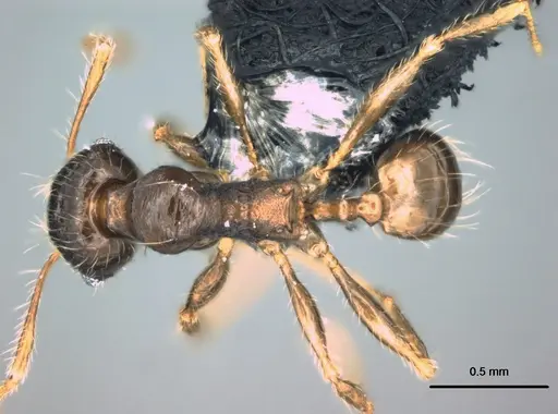 Pheidole knowlesi - CASENT0183983