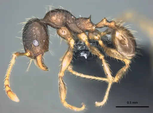 Pheidole knowlesi - CASENT0183983
