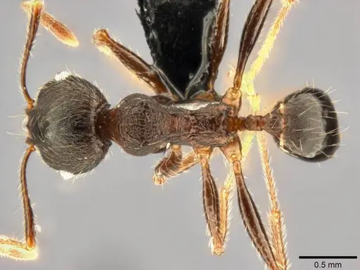 Pheidole kohli specimen