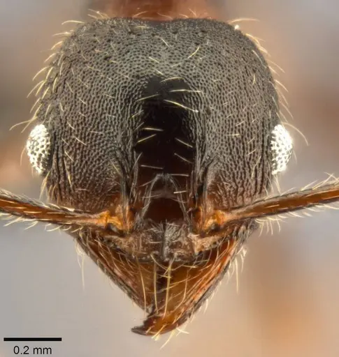Pheidole kohli specimen