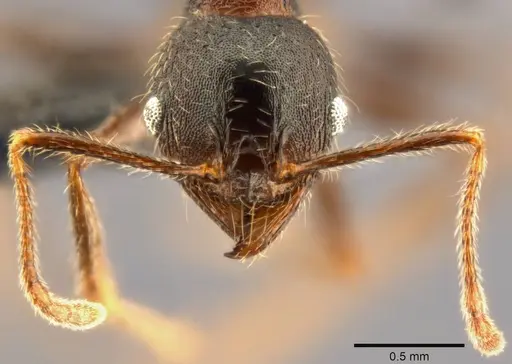 Pheidole kohli specimen