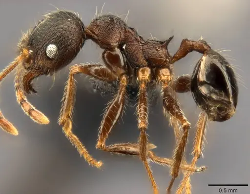 Pheidole kohli - CASENT0283065