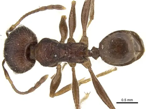 Pheidole kohli - CASENT0906618