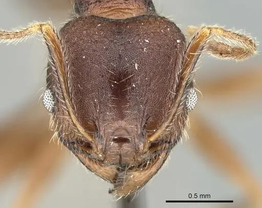 Pheidole kohli - CASENT0906618