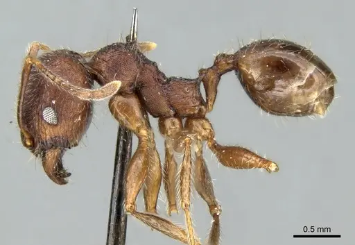 Pheidole kohli - CASENT0906618