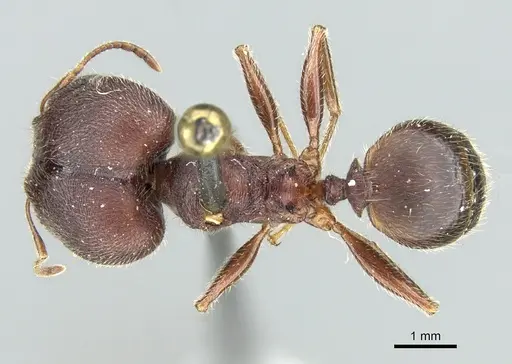 Pheidole kohli - CASENT0906619