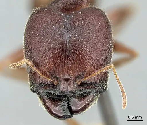 Pheidole kohli - CASENT0906619