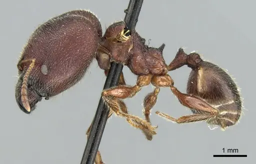 Pheidole kohli - CASENT0906619