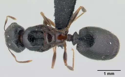 Pheidole komori specimen